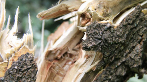 В Бельцах дерево упало на беседку, в которой находились 20 карабинеров