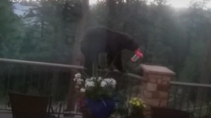 Медведь-хулиган забрался во двор дома, чтобы познакомиться с собакой