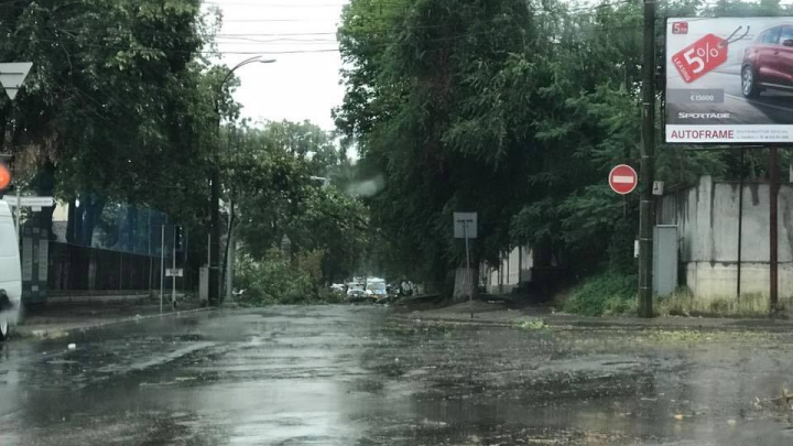 Ураган в Кишинёве: десятки деревьев повалены, есть пострадавшие 