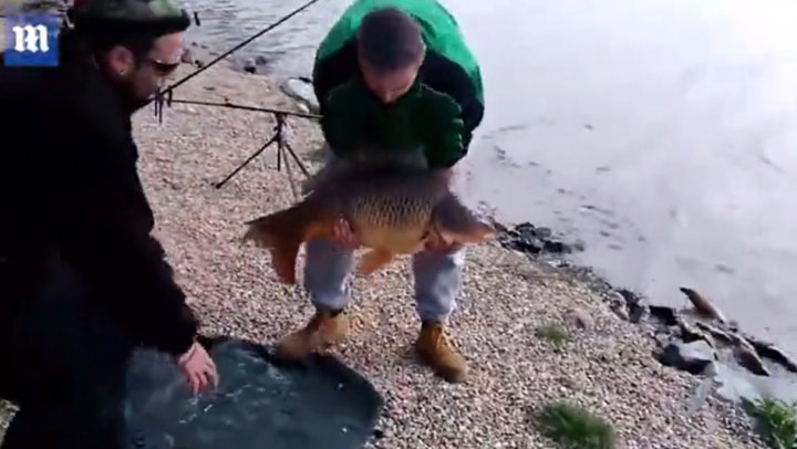 В Чехии пойманный карп уплыл от позировавшего с ним рыбака