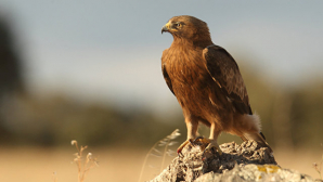 В Непале местные жители кормят орлов говядиной, чтоб они не исчезли