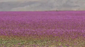 В Чили расцвела самая засушливая пустыня в мире