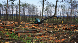 Итоги обысков Moldsilva: одного задержали, а главу лесхоза Оргеева объявили в розыск
