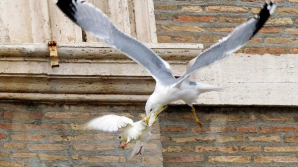 Британка пойдет под суд за выгул чайки на поводке