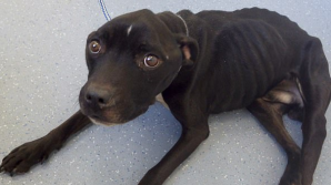 В Британии сядет в тюрьму мужчина, который морил голодом своего пса Макси