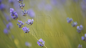 8 июля в республике ожидается переменная облачность, местами пройдут кратковременные дожди