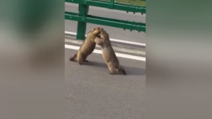 Видео: Два мускулистых сурка наваляли друг другу посреди оживлённой трассы