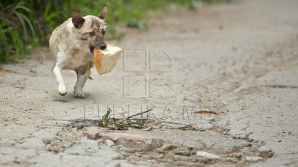 Из-за ливня, прошедшего в прошлую пятницу, в Тараклии размыло дороги