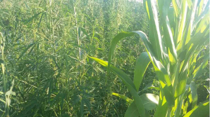 Двоих мужчин задержала полиция за выращивание конопли во дворе дома и на кукурузном поле