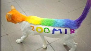 Разгуливающий по Тюмени «радужный» кот Беляш взволновал соцсети