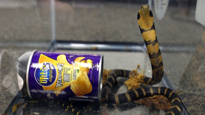 Американцу прислали ядовитых кобр в банках из-под чипсов