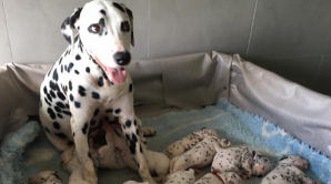 Герои "Диснея" среди нас: далматинка-рекордсменка родила 18 щенков