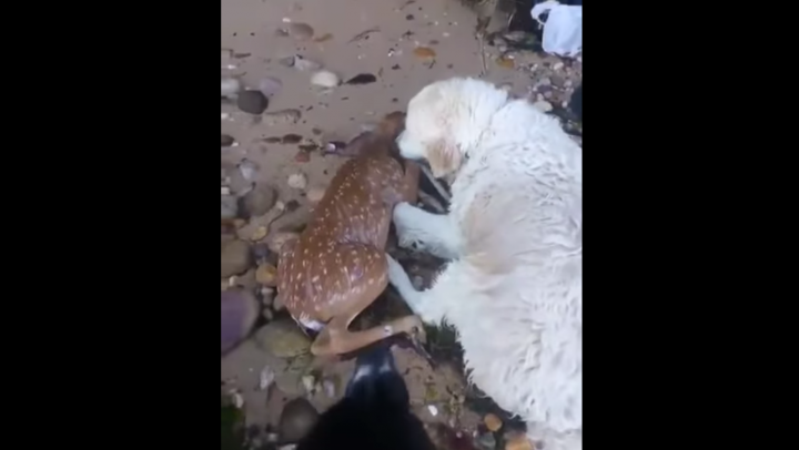 Добрый ретривер спас оленёнка, который прыгнул в воду, спасаясь от других собак