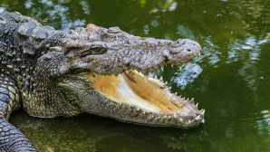 Берегись крокодилов: "Харви" принес в США не только разрушения