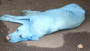 В Мумбаи появились бездомные собаки с голубой шерстью