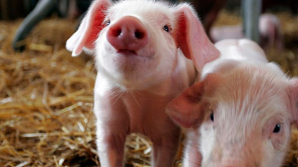 Пожарные съели спасенных из огня поросят