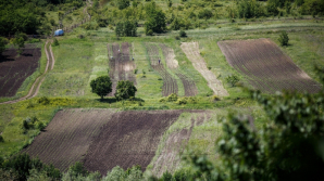 Урожай сахарной свеклы в этом году составит до 30 тонн с гектара
