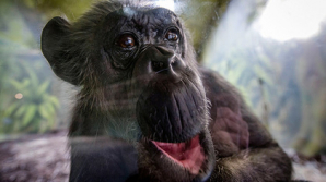 У шимпанзе нашли признаки человеческого слабоумия