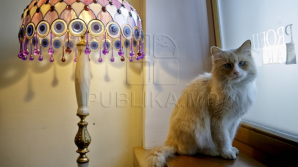 Одна из нижегородских строительных компаний открыла вакансию для кота