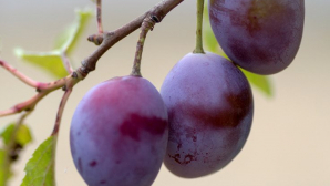 В Курской области на ККП задержали партию слив из Молдовы