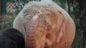 Редкого розового слоненка сняли на видео
