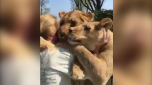 Львы бросились обнимать первую хозяйку, которую не видели семь лет: видео