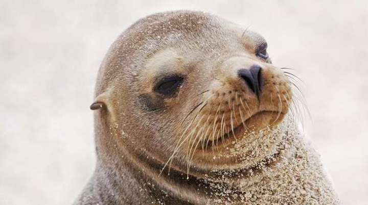 Фото: Морской лев прогулялся по городским улицам в Австралии