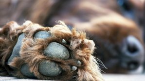 Мужчина спас жизнь собаке, падающей с 9-го этажа: видео