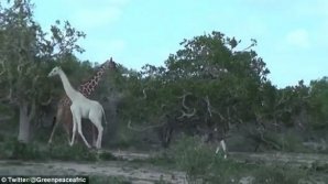 В Кении редчайших белых жирафов сняли на видео