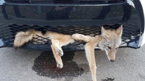 Сбитый машиной койот застрял в решётке радиатора, но выжил и проехал так 30 км