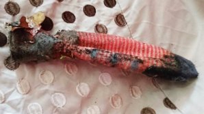 В Британии вызвали спасателей, приняв носок за "редкую ящерицу"