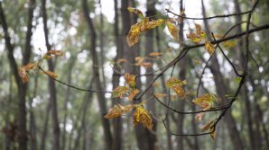 Прогноз погоды на 29 сентября