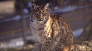 В американском зоопарке рысь сбежала из клетки на глазах посетителей