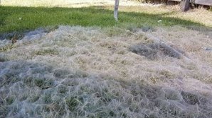 Пауки соткали гигантскую паутину во дворе австралийской семьи