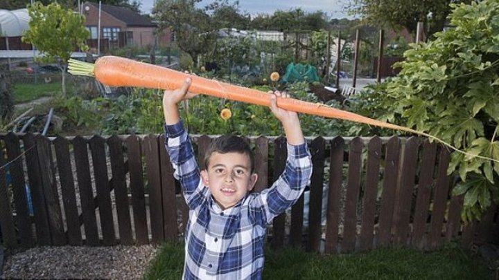 Садовод-любитель вырастил морковь длиной со своего 6-летнего внука