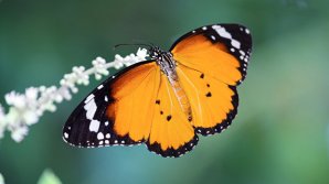 Ученые поставили под сомнение существование "эффекта бабочки"