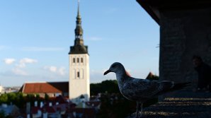 Застреленный в Таллине мужчина оказался братом богатейшего бизнесмена Эстонии