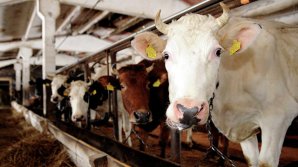 Фермеры сокращают поголовье молочных коров из-за условий выдачи госсубсидий