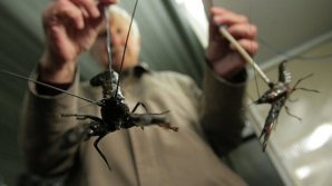 Сезон ловли раков на Днестре в самом разгаре