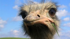 В Китае сбежавшие с фермы страусы устроили переполох на автостраде: видео