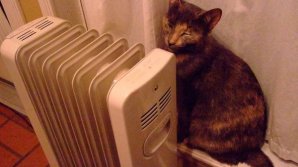 В Ярославле строительная фирма наняла котов-прорабов