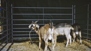 В селе Петровка волки растерзали 15 коз на ферме