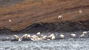 На Чукотке туристы увидели пир 230 белых медведей