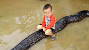 Игры трехлетнего мальчика с домашним питоном сняли на видео