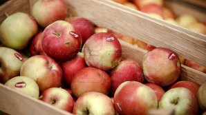 Молдавские аграрии готовят к отправке в Россию партию в 60 тонн яблок