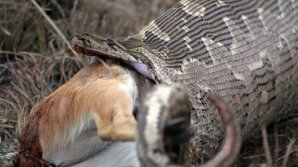 Пойманный в Индии четырехметровый питон выплюнул целую собаку