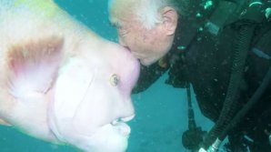 Японец 30 лет дружит с рыбой, чья голова похожа на человеческую