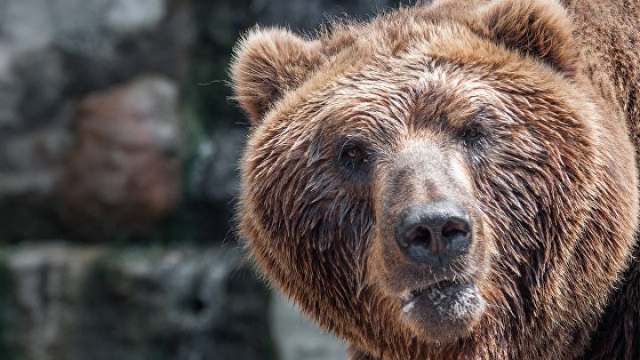 Застрявшего в окне медведя вытащили с помощью КамАЗа: видео