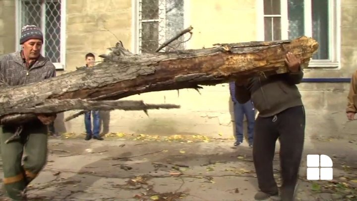 На Рышкановке дерево рухнуло на припаркованный автомобиль: фото