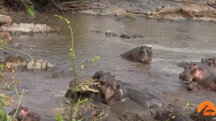 В Южной Африке сняли на видео схватку крокодила со стадом бегемотов